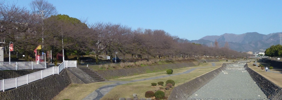 富士見大橋から見桜並木