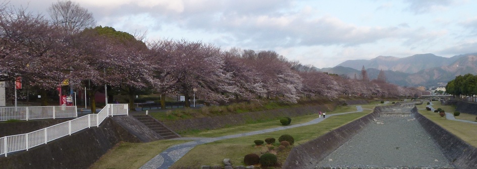 富士見大橋から見桜並木