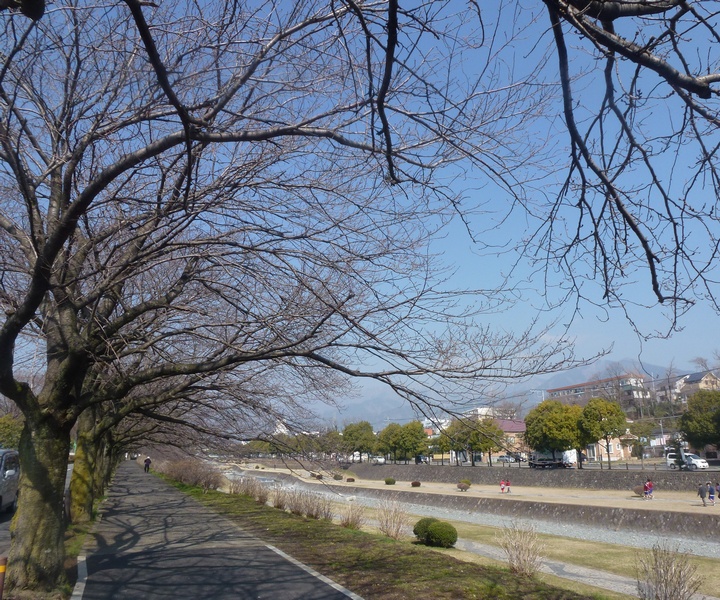 水無川沿いの桜02
