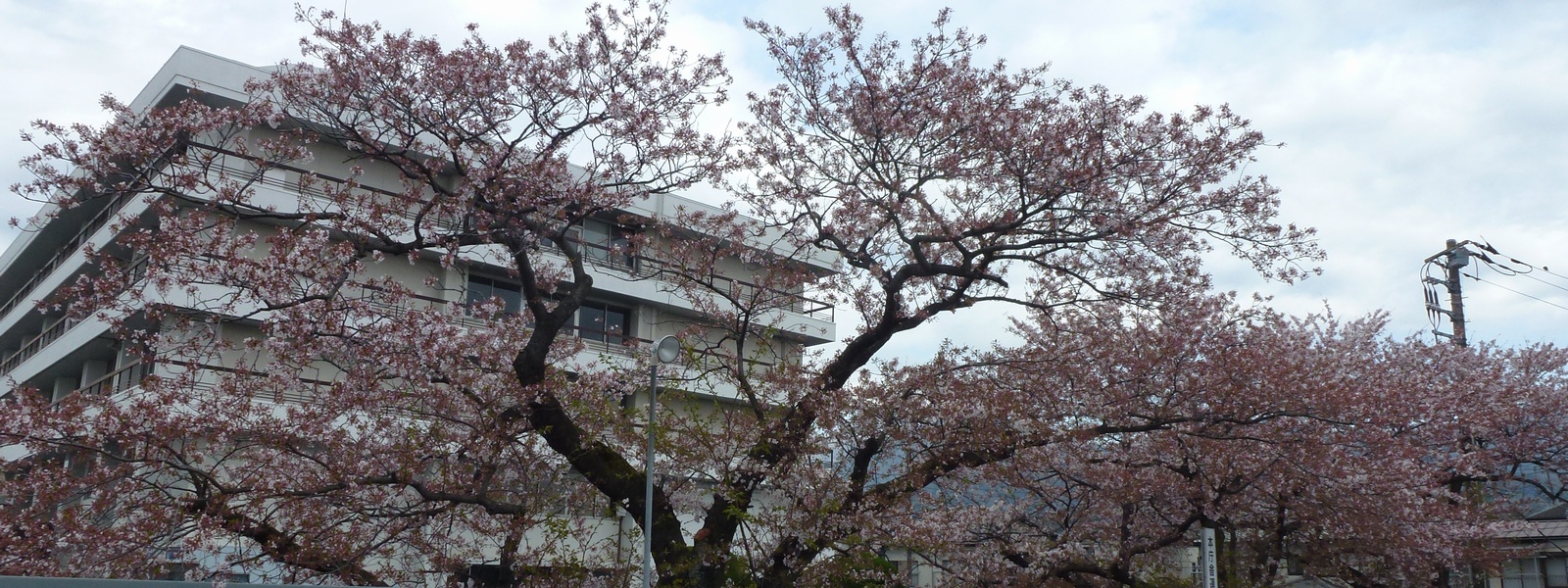 市役所の桜02